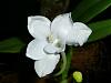 Amesiella (Angraecum) monticola in bloom!-p1010318-jpg