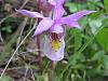 Darwinara Charm 'Blue Star'-calypso-orchid-yellowstone-jpg