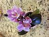 Teeny tiny little orchid-image-jpg