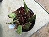 Coelogne South Carolina in distress. Can this plant be saved?-image-jpg