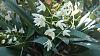 Dendrobium Delicatum 'Snowfall'-wp_20150221_002-jpg