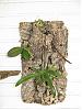 Pictures of your orchids mounted on wood.....-img_1476-jpg