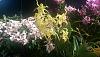 My new orchids from POE and some pic from the show.-imag0547-jpg