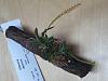 Oberonia japonica-20150223_161614-jpg