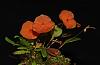 Lepanthes telipogoniflora-img_2064-jpg