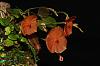 Lepanthes telipogoniflora-img_2075-jpg