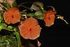 Lepanthes telipogoniflora-img_2077-jpg