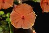 Lepanthes telipogoniflora-img_2078-jpg