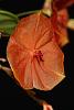 Lepanthes telipogoniflora-img_2082-jpg