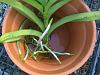 Please help me with a rootless rescue Vanda-wp_20150214_11_55_15_pro-jpg