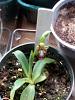 Orchid of the Month 2015-img_20150302_175316-jpg