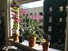 How do I acclimate orchids to full and direct sunlight without killing them?-img_8123-jpg