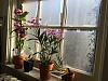 How do I acclimate orchids to full and direct sunlight without killing them?-img_8124-jpg
