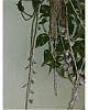 ID this Orchid Please-reed-orchid-128x160-jpg