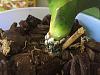 Is my phal orchid rotting?-img_1181-jpg