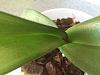 Is my phal orchid rotting?-img_1183-jpg
