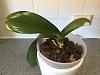 Is my phal orchid rotting?-img_1184-jpg