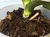 Is my phal orchid rotting?-img_1186-jpg