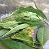 Monarch caterpillars!-imageuploadedbytapatalk1425479988-303582-jpg