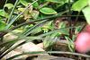 Orchids that do well in terrariums.-columnia-firebird-viv-6-march-2015-jpg