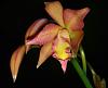 My new orchids from POE and some pic from the show.-imag0603_1-jpg