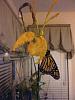 Monarch caterpillars!-optional-582-jpg