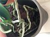 Repotting delayed for too long roots have rotted-image-jpg