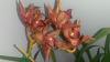 help.. every orchid I buy dies-1427224373729-356960522-jpg