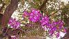 Dendrobium of my garden from Taiwan-neo4-jpg