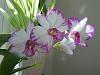 Dendrobium Enobi Purple 'Splash' AM/AOS-dscn0519-jpg