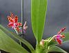 Phalaenopsis bastianii-dsc00391-1-jpg