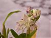 Dendrobium Aussie Chip-08-sd-orchid-purchases-009-jpg