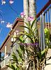 Tree-mounted &amp; indoor orchids-image-jpg