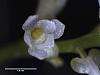 Microcoelia exilis flower closeup-microcoeliaexilis008-copy-annotated-jpg