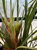My Maxillaria Tenufolia has a spike!!!!!-studio_20150409_110203-jpg