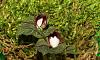 Corybas geminigibbus-img_3801-jpg