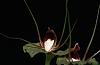 Corybas geminigibbus-img_3827-jpg