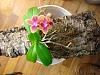 Thoughts on watering a mount-mini-phal-bucket-2-jpg