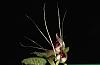 Corybas geminigibbus-img_3953-jpg