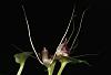 Corybas geminigibbus-img_3956-jpg