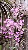 Dendrobium of my garden from Taiwan-neo15-jpg