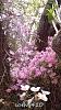 Dendrobium of my garden from Taiwan-neo10-jpg