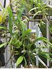 How to care for a Prosthechea cochleata-pc-jpg