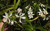 Species Reed Stem Epis-epi-imatophyllum-alba-calanthum-alba-dscn0017-50pct-jpg