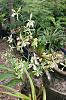 Encyclia profusa and Dendrobium aggregatum (majus)-20150504_151025-1-jpg