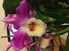 Dendrobium Nobile from Trader Joe's-image-jpg