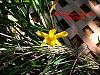 Dendrobium hancockii-dendrobium-hancockii-jpg