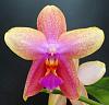 Phalaenopsis 'Liodoro'-dsc00454-2-2-2-jpg