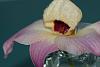Please ID this orchid-dsc_8048-jpg