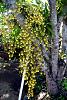ID this orchid? yellow oncidium with sweet fragrance, similar to sphacelatum-oncidium-sphacelatum3-jpg
